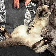 Mokka a rejoint le concours — aidez-le/la à gagner de superbes lots ! cat, siamese_cat, pet, animal, relaxed, lying_down, belly_up, blue_eyes, hand, human, blanket, furry, cozy, indoor, comfort, fur, paw, resting, domestic_animal, cuddle