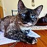 cat, tortoiseshell, blue_eyes, close_up, table, papers, wooden_surface, indoor, feline, relaxed, pet, animal, whiskers, curious, face, paw, domestic, fur, focus, background_blur