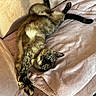 cat, feline, pet, stretching, relaxing, cozy, blanket, cushion, soft, plush, fur, tabby, indoor, resting, comfort, animal, cute, sleepy, warm_light, living_room