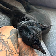 Athena Alvelo joined the competition — help win amazing prizes! cat, black_cat, sleeping, tattoo, human_leg, couch, whiskers, pet, close_up, indoor, nap, fur, relaxed, head, nose, ear, sofa, tattoo_art, skin, cozy