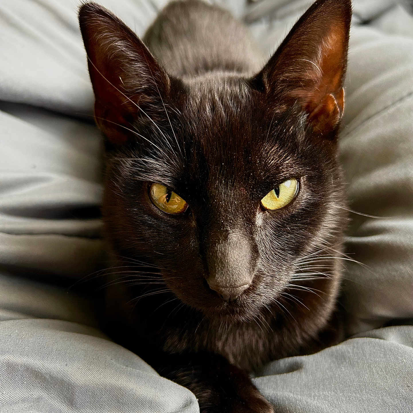 Athena Alvelo is registered to the contest to win money with this photo: bed, bedding, black_cat, blanket, cat, close_up, cozy, domestic, ears, feline, fur, indoor, looking_at_camera, paw, pet, portrait, relaxed, sleepy, whiskers, yellow_eyes