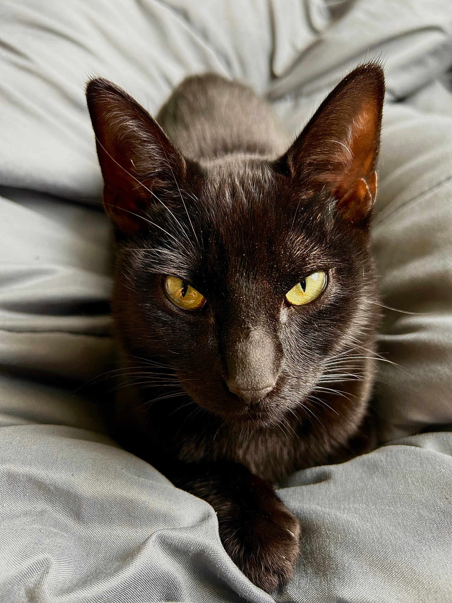 Athena Alvelo is registered to the contest to win money with this photo: cat, black_cat, feline, pet, close_up, portrait, yellow_eyes, whiskers, ears, paw, fur, bed, bedding, blanket, cozy, indoor, domestic, looking_at_camera, relaxed, sleepy