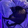 cat, black_cat, sleeping, curled_up, blanket, plush_blanket, purple_light, cozy, pet, fur, nap, indoor, comfort, soft_texture, close_up, relaxed, cushion, bed, mammal, nighttime