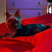 Bentley is registered to the contest to win money with this photo: animal, bed, canine, collar, comfort, dog, domestic, dresser, ears, fur, furniture, indoor, lighting, pet, red_bedspread, relaxation, resting, room, shadow, small_dog