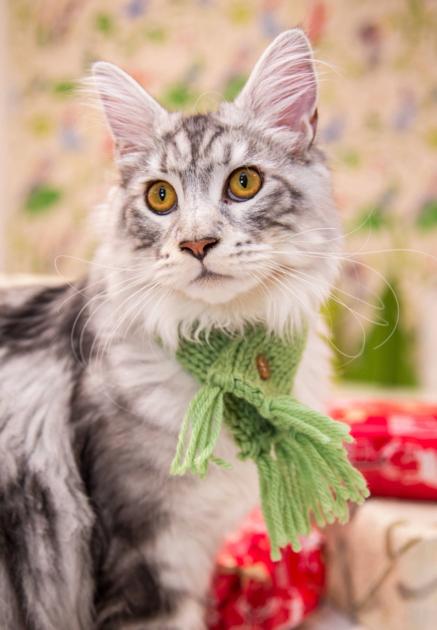 Claymore joined the competition — help win amazing prizes! carnivore, cat, facial_expression, felidae, fruit, fur, grey, iris, small_to_medium_sized_cats, snout, terrestrial_animal, vertebrate, whiskers