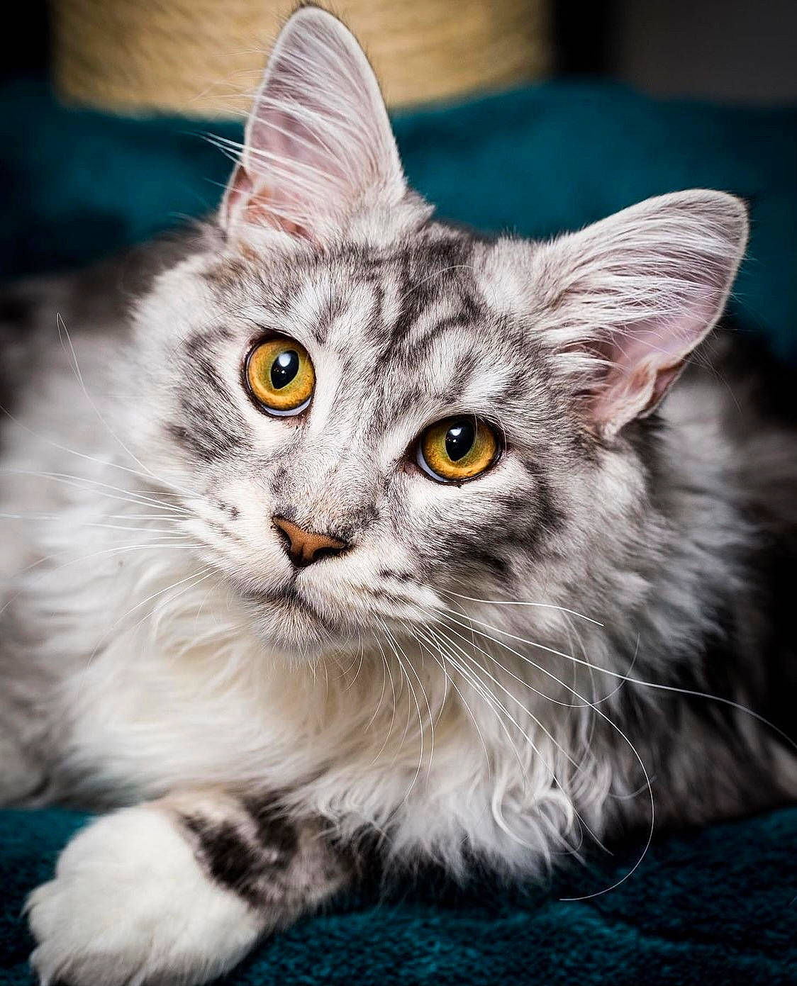 Claymore is registered to the contest to win money with this photo: carnivore, cat, felidae, fur, iris, small_to_medium_sized_cats, snout, vertebrate, whiskers