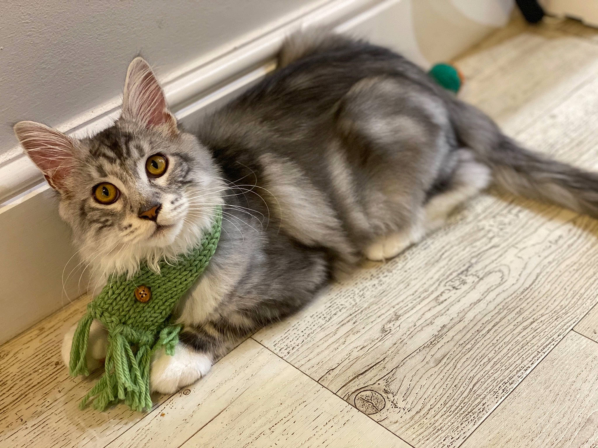 Claymore is registered to the contest to win money with this photo: carnivore, cat, claw, domestic_short_haired_cat, felidae, flooring, fur, grey, home_accessories, laminate_flooring, pet_supply, small_to_medium_sized_cats, snout, tabby_cat, whiskers, wood_flooring