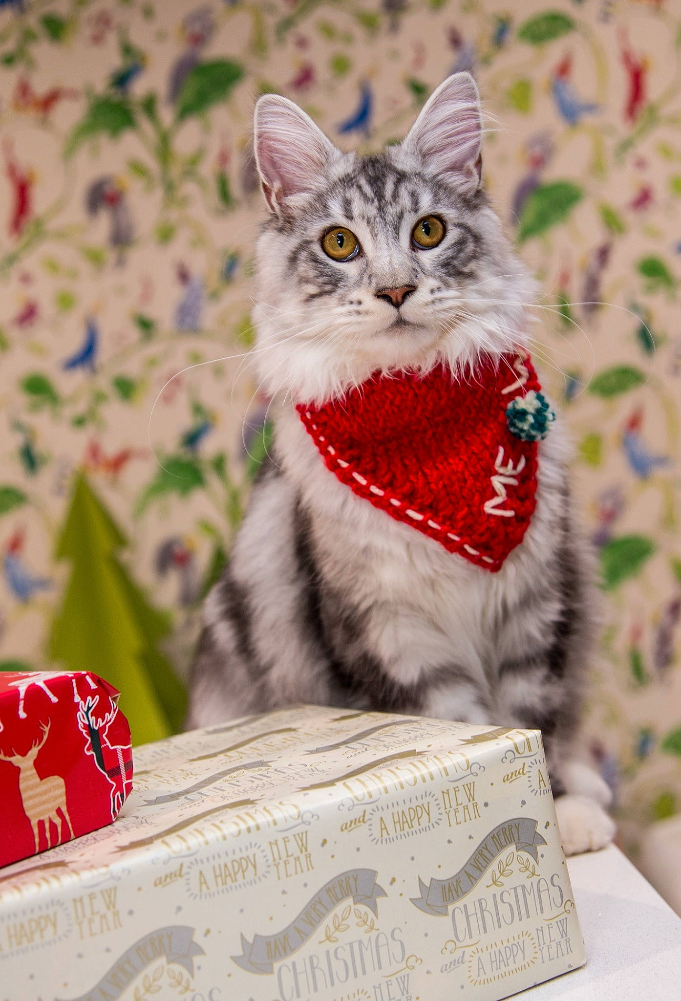 Claymore is registered to the contest to win money with this photo: carnivore, cash, cat, creative_arts, felidae, fur, home_accessories, linens, money, paper, paper_product, pet_supply, small_to_medium_sized_cats, snout, vertebrate, whiskers