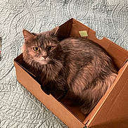 Stella is registered to the contest to win money with this photo: animal, bed, cardboard_box, cat, cozy, cute, domestic, eyes, feline, fur, gray_cat, home, indoor, looking, pet, quilt, relaxed, resting, soft, whiskers