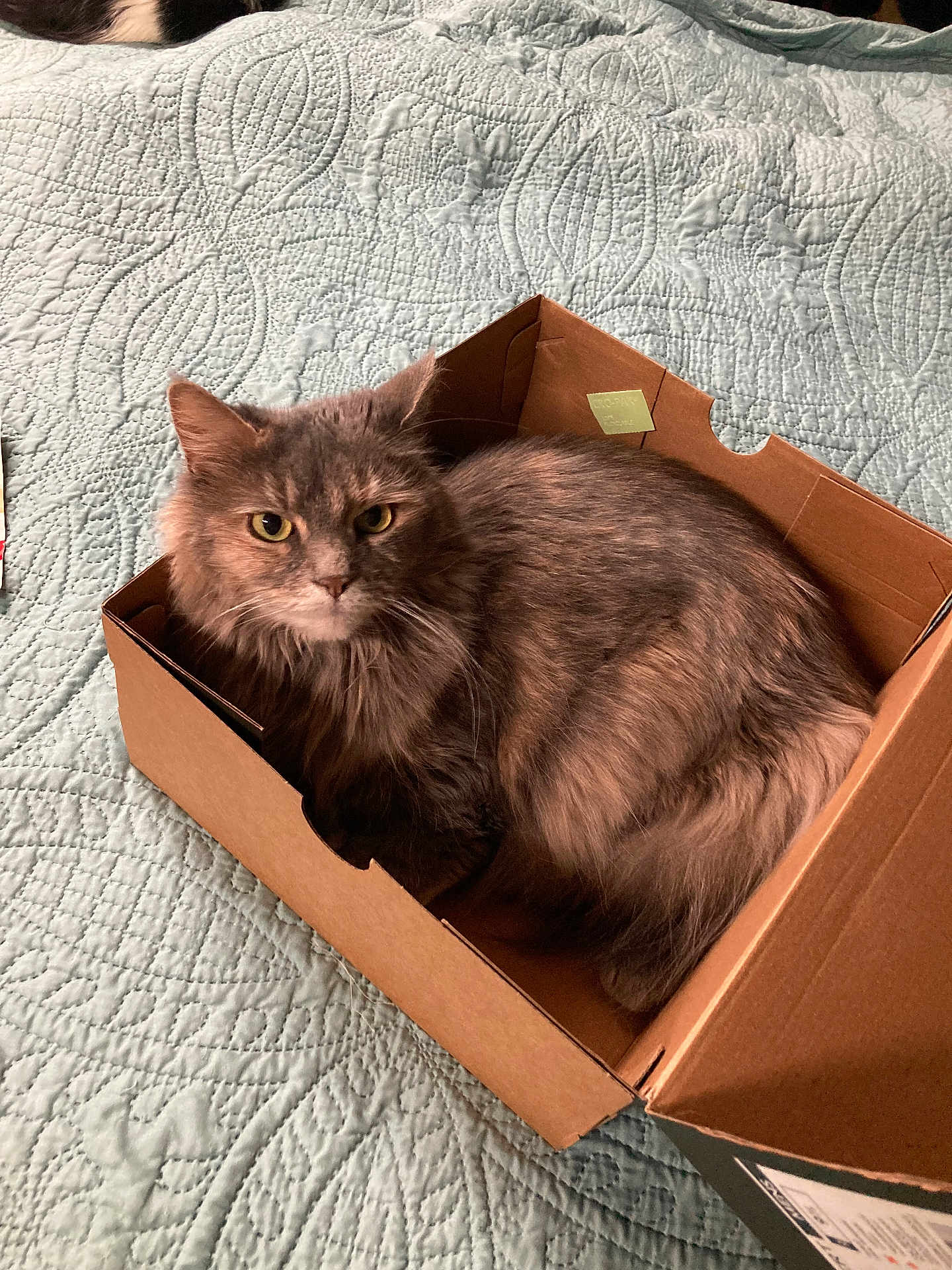 Stella