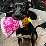 Jinx is registered to the contest to win money with this photo: dog, toy, plush_toy, bed, blanket, black_dog, brown_paws, indoor, pet, playing, animal, fur, ears, eyes, nose, whiskers, wall_tapestry, bedroom, brush, collar