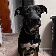 Jinx joined the competition — help win amazing prizes! dog, pet, indoor, carpet, black, tan, collar, sitting, tongue_out, canine, animal, floor, hallway, doorway, trash_can, domestic, cute, ears, fur, companion