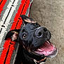 Jinx is registered to the contest to win money with this photo: dog, black_dog, happy, smiling, pet, canine, indoor, carpet, crocheted_blanket, colorful_blanket, looking_up, ears_up, teeth, tongue, collar, closeup, animal, friendly, cute, playful