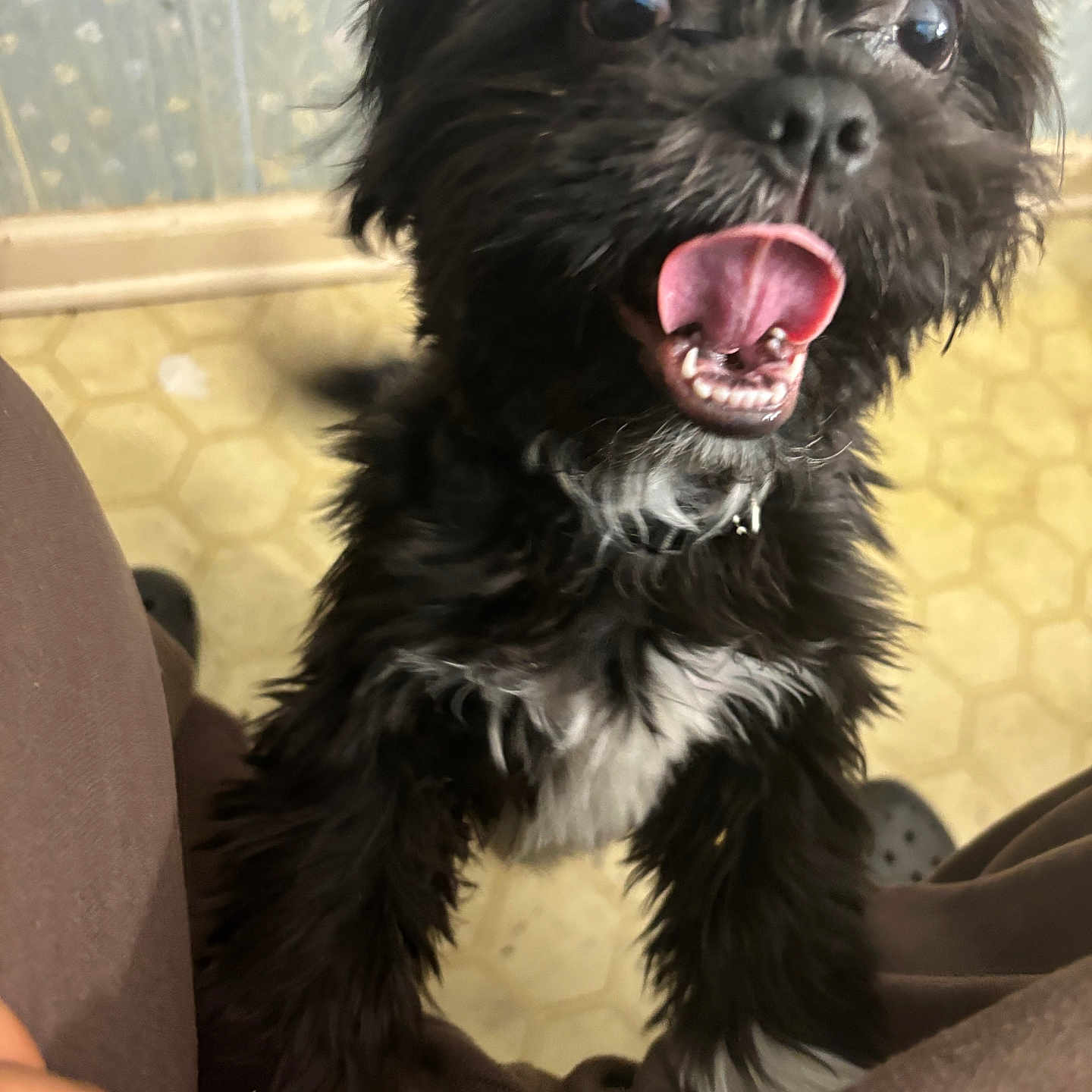 Missy is registered to the contest to win money with this photo: affenpinscher, animal, bodypart, canine, dog, mouth, person, pet, poodle, puppy, terrier, tongue