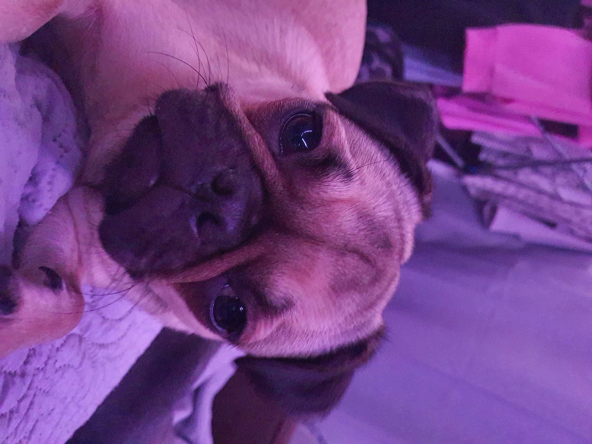 Darcy is registered to the contest to win money with this photo: carnivore, comfort, companion_dog, dog, dog_breed, ear, fawn, jaw, magenta, nose, pink, purple, selfie, snout, sporting_group, toy_dog, violet, whiskers, working_animal, wrinkle