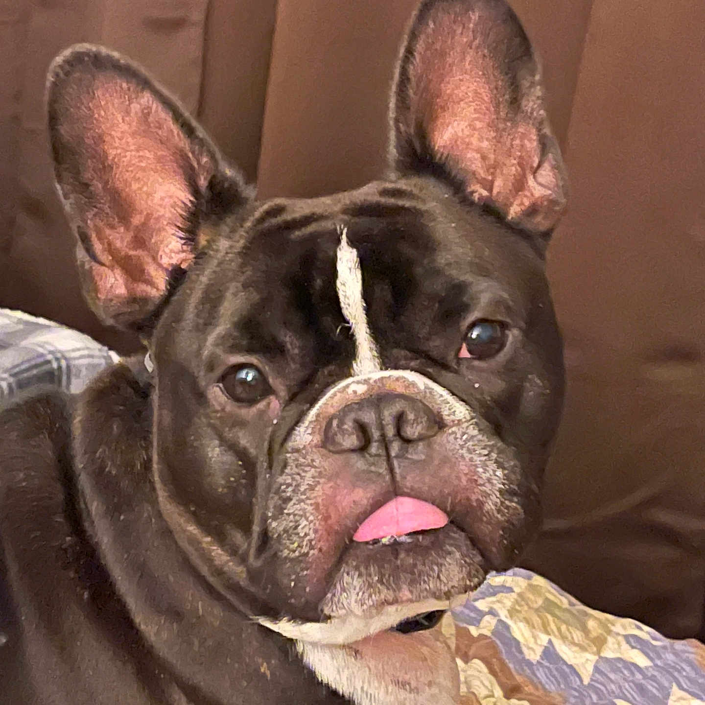 Gizmo joined the competition — help win amazing prizes! animal, blanket, brown_background, close_up, companion, cute, dog, domestic_animal, ears, expression, face, french_bulldog, fur, indoor, looking, muzzle, pet, portrait, resting, tongue