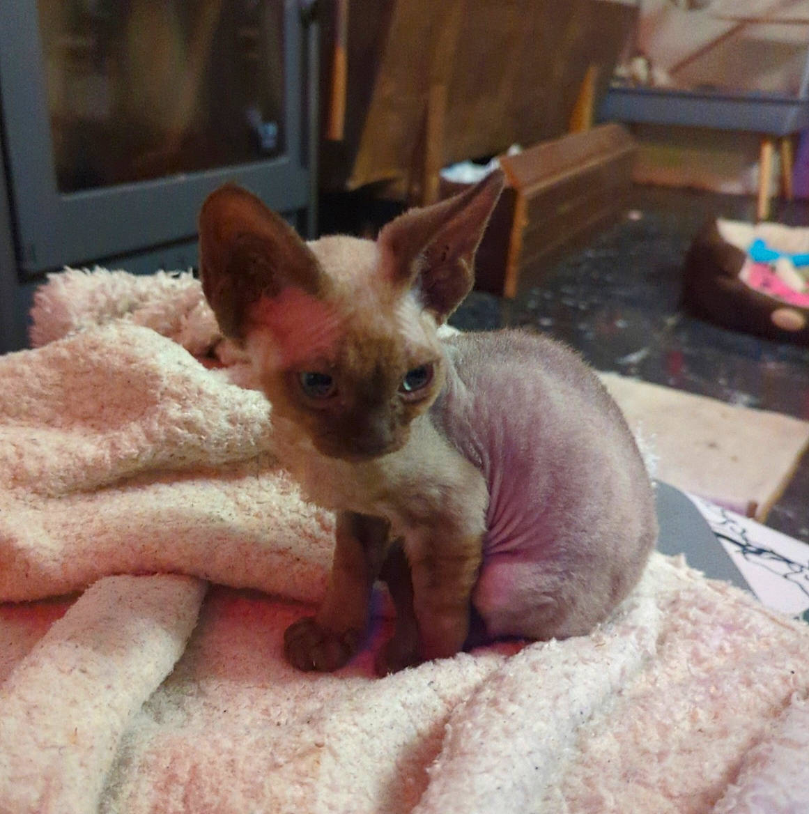 Uthyr participe au concours pour gagner de l'argent avec cette photo : canidae, carnivore, cat, comfort, corgi_chihuahua, dog_breed, donskoy, fawn, felidae, fur, paw, peterbald, small_to_medium_sized_cats, snout, sphynx, tail, terrestrial_animal, toy_dog, whiskers