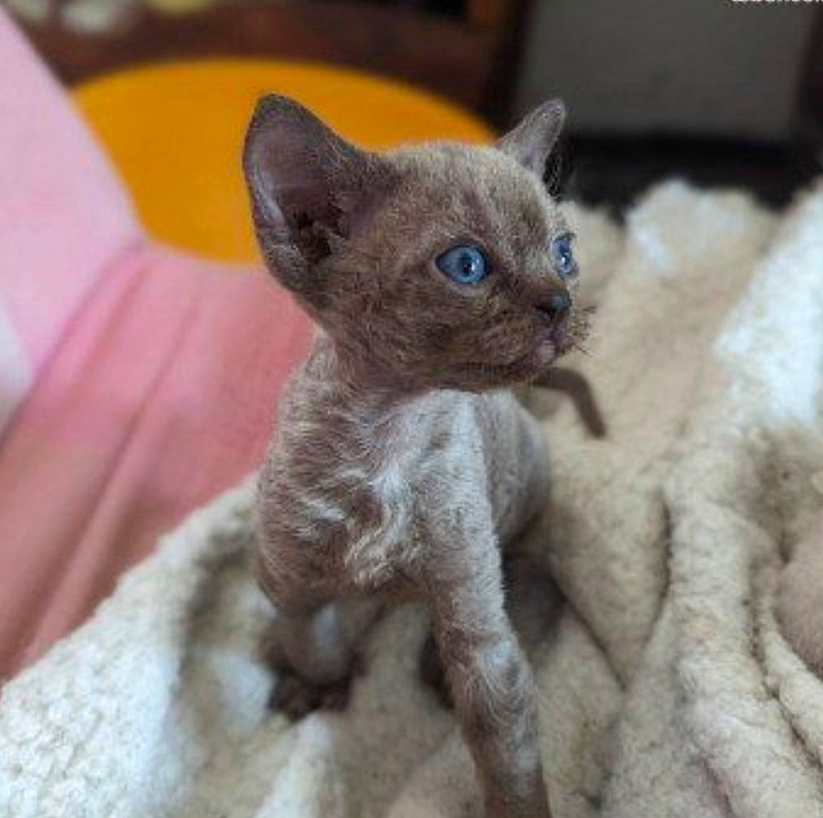 Uthyr participe au concours pour gagner de l'argent avec cette photo : carnivore, cat, cat_supply, claw, domestic_short_haired_cat, ear, eye, fawn, felidae, fur, oriental_shorthair, russian_blue, small_to_medium_sized_cats, snout, terrestrial_animal, whiskers