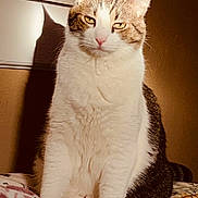 Kevin is registered to the contest to win money with this photo: cat, indoor, bed, blanket, shadow, sunlight, feline, patterned, fur, white, brown, pink_nose, ears, sitting, wall, texture, cozy, domestic, pet, animal