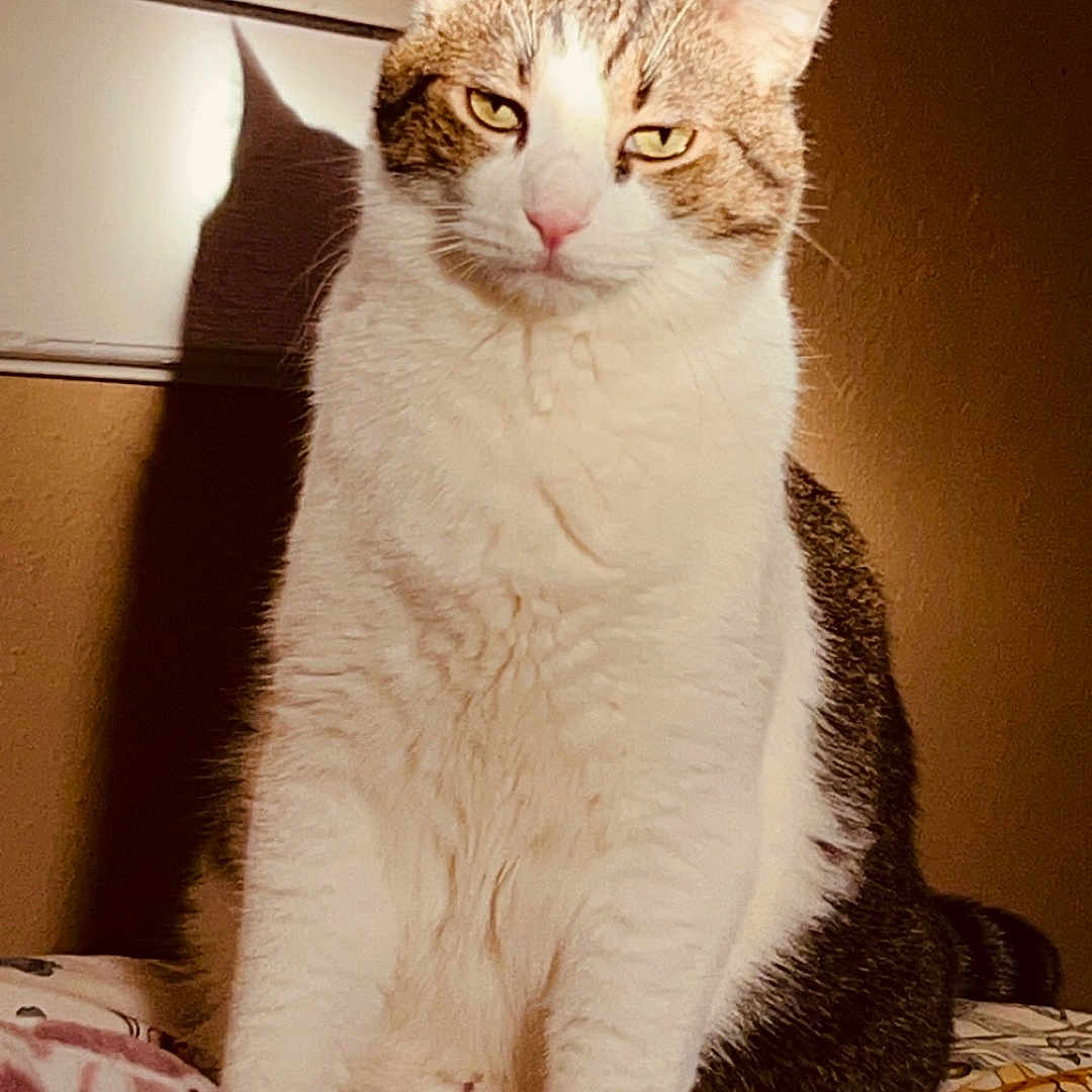 Kevin is registered to the contest to win money with this photo: cat, indoor, bed, blanket, shadow, sunlight, feline, patterned, fur, white, brown, pink_nose, ears, sitting, wall, texture, cozy, domestic, pet, animal