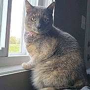 Gracie joined the competition — help win amazing prizes! cat, windowsill, indoor, pet, feline, collar, light, blinds, window, animal, fur, gray, yellow_eyes, domestic_cat, sitting, looking_outside, cozy, natural_light, quiet, curious