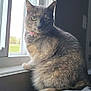 cat, windowsill, indoor, pet, feline, collar, light, blinds, window, animal, fur, gray, yellow_eyes, domestic_cat, sitting, looking_outside, cozy, natural_light, quiet, curious
