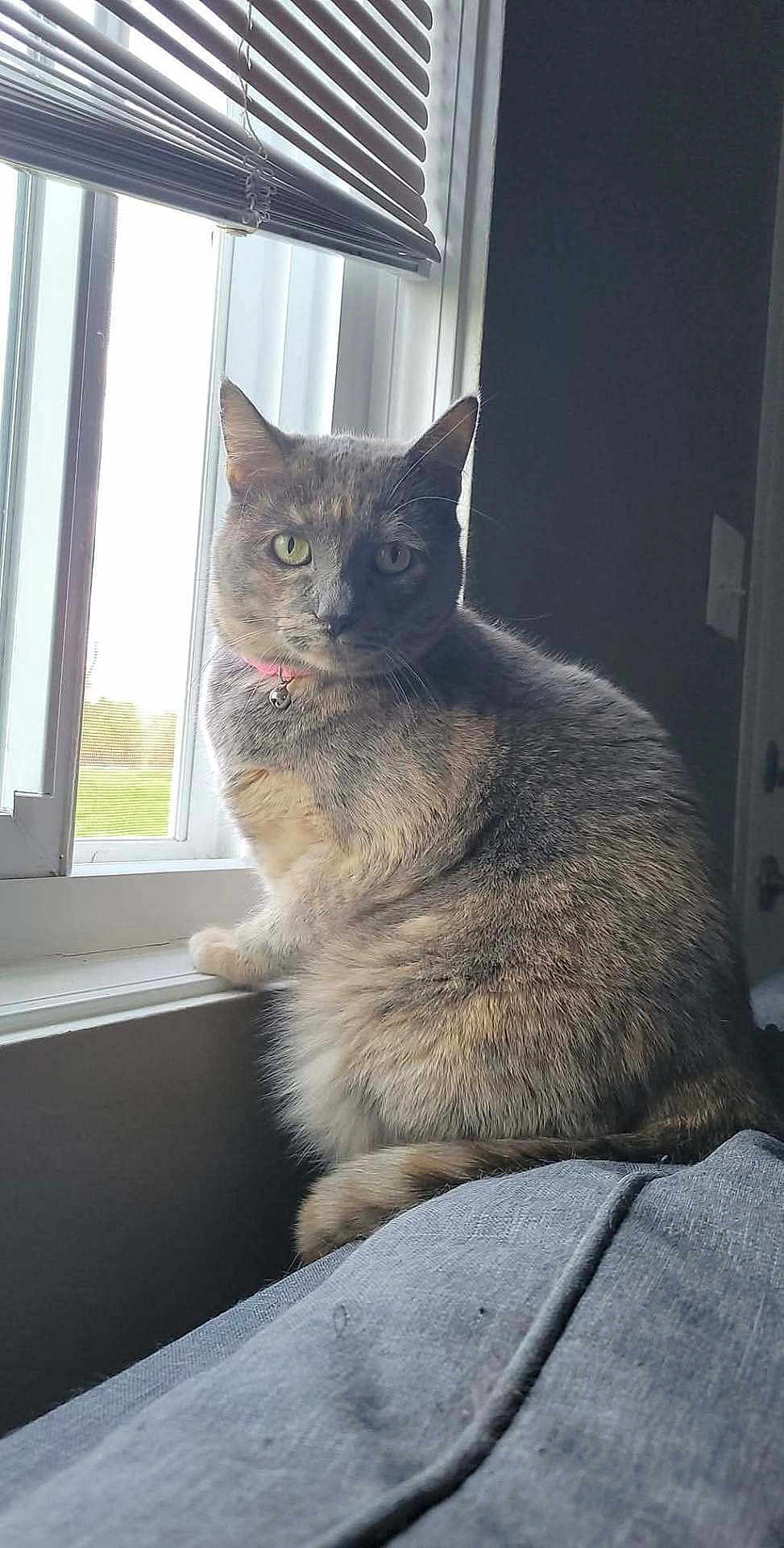 Gracie