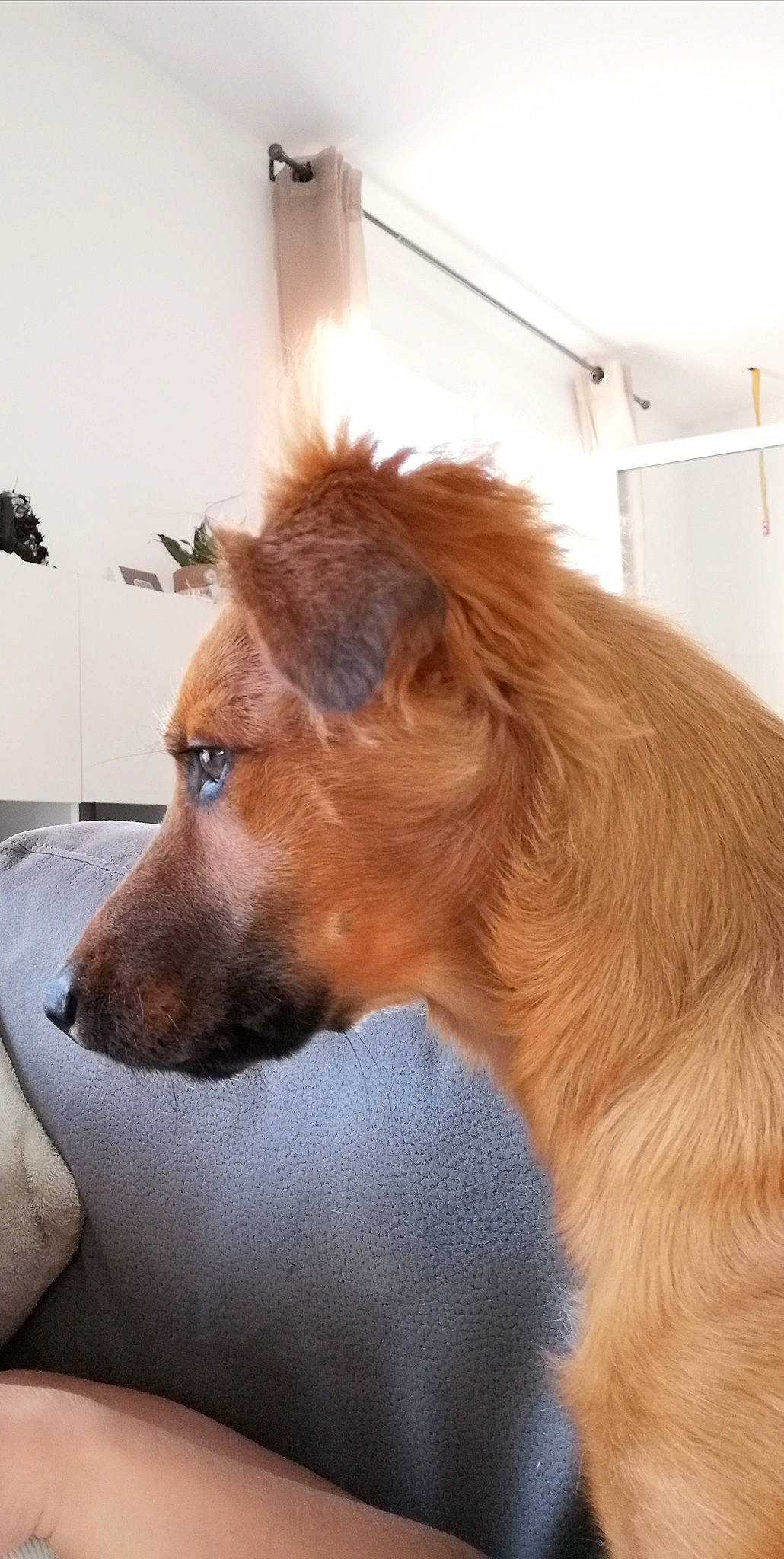 Shelby participe au concours pour gagner de l'argent avec cette photo : canidae, carnivore, companion_dog, dog, dog_breed, door, ear, fawn, fur, houseplant, liver, picture_frame, service, snout, sporting_group, tail, terrestrial_animal, whiskers, window, working_animal