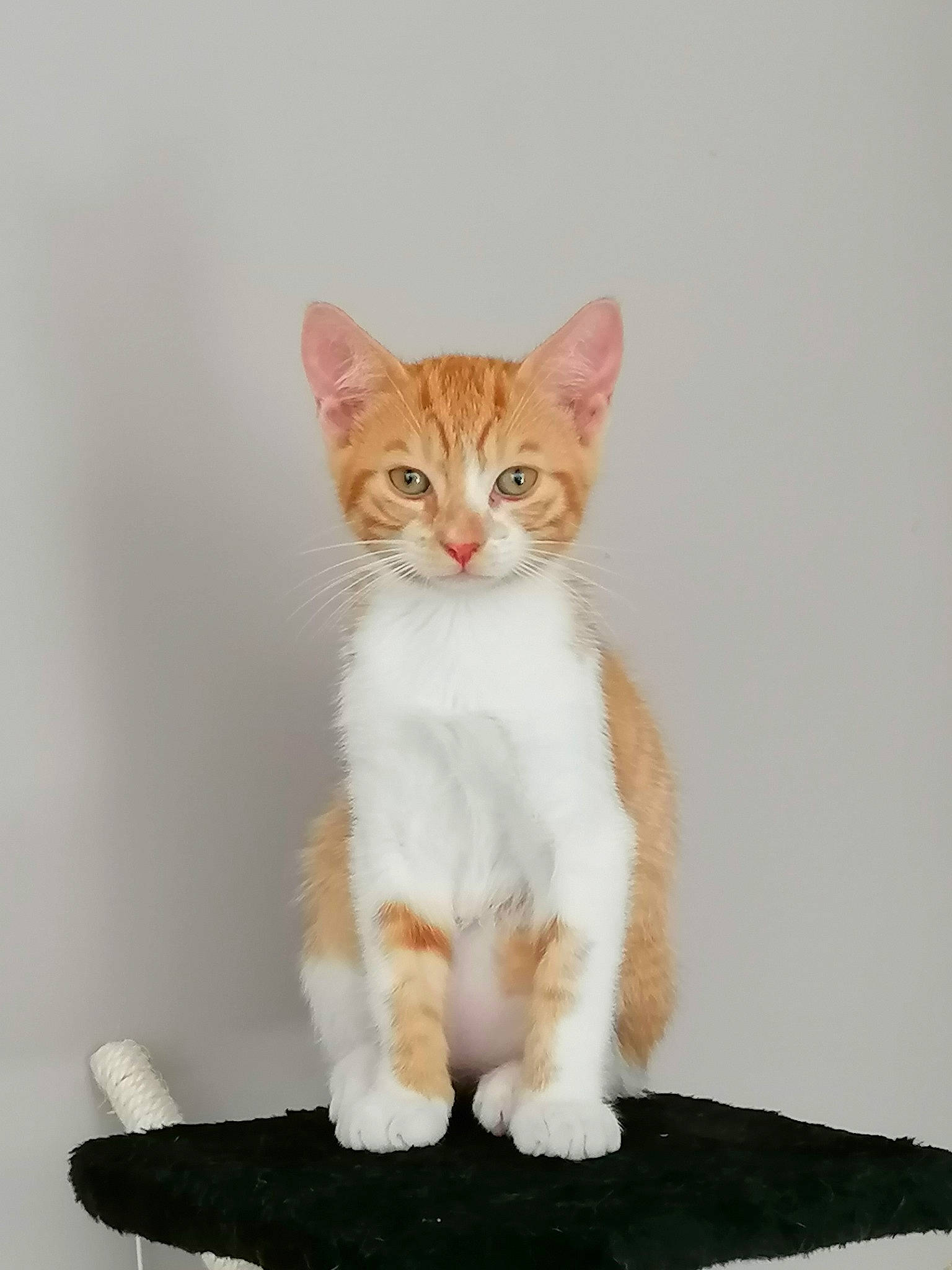 Staline participe au concours pour gagner de l'argent avec cette photo : art, carnivore, cat, domestic_short_haired_cat, fawn, felidae, foot, fur, gesture, paw, sitting, small_to_medium_sized_cats, snout, tail, terrestrial_animal, toy, whiskers