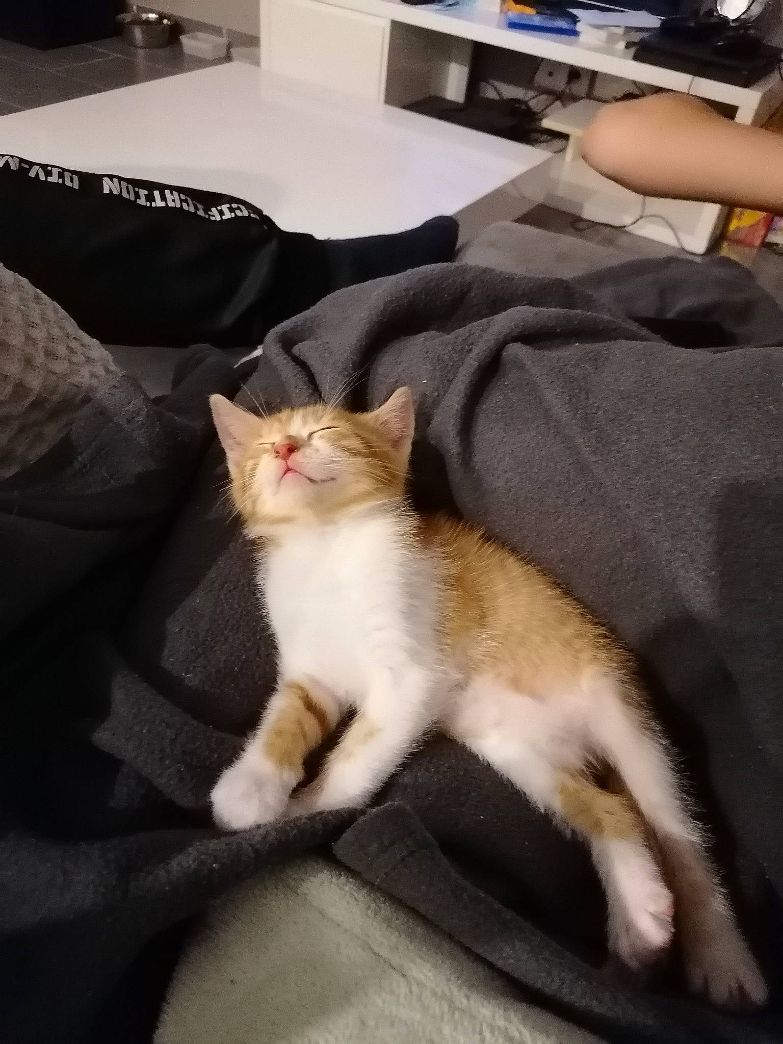 Staline a rejoint le concours — aidez-le/la à gagner de superbes lots ! box, carnivore, cat, claw, comfort, couch, domestic_short_haired_cat, fawn, felidae, flooring, fur, lap, linens, paw, room, sitting, small_to_medium_sized_cats, tail, whiskers, wood