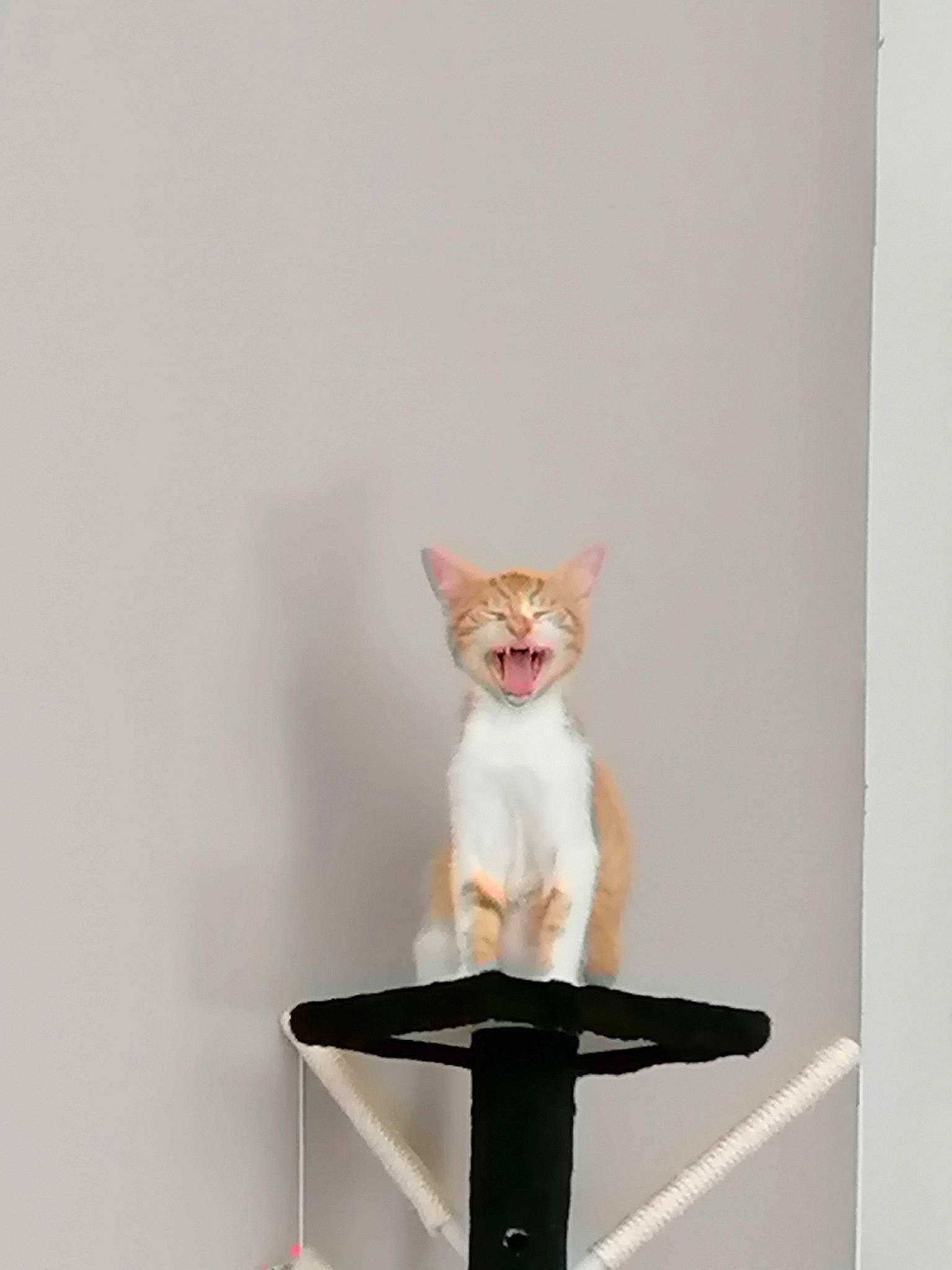 Staline participe au concours pour gagner de l'argent avec cette photo : art, artifact, carnivore, cat, cat_supply, ceramic, earthenware, fawn, felidae, figurine, peach, pedestal, pet_supply, rectangle, sculpture, sitting, small_to_medium_sized_cats, tail, whiskers, wood