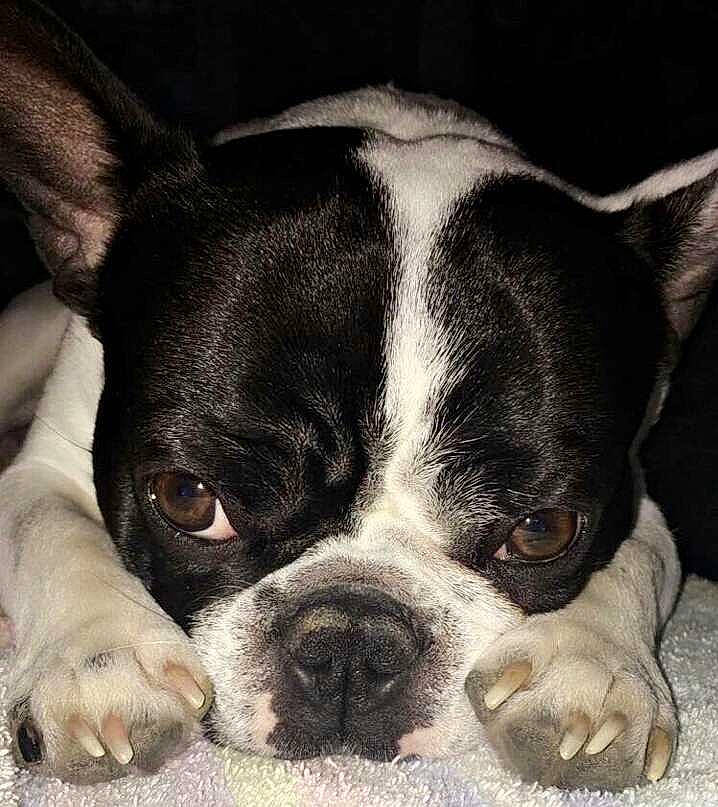 Lévis participe au concours pour gagner de l'argent avec cette photo : boston_terrier, canidae, carnivore, close_up, companion_dog, dog, dog_breed, fawn, french_bulldog, mammal, non_sporting_group, nose, puppy, puppy_love, rare_breed_dog, snout, sporting_group, toy_bulldog, vertebrate, whiskers