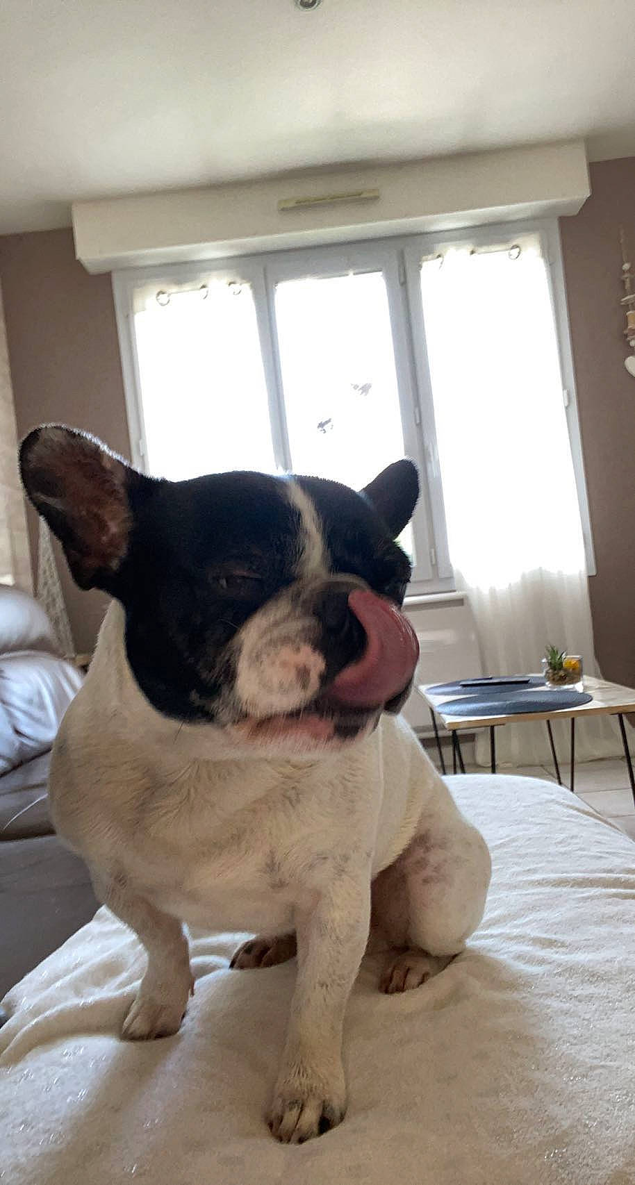 Levis a rejoint le concours — aidez-le/la à gagner de superbes lots ! boston_terrier, canidae, carnivore, chair, comfort, companion_dog, couch, dog, dog_breed, ear, eye, fawn, french_bulldog, snout, sporting_group, tail, terrestrial_animal, whiskers, window, working_animal
