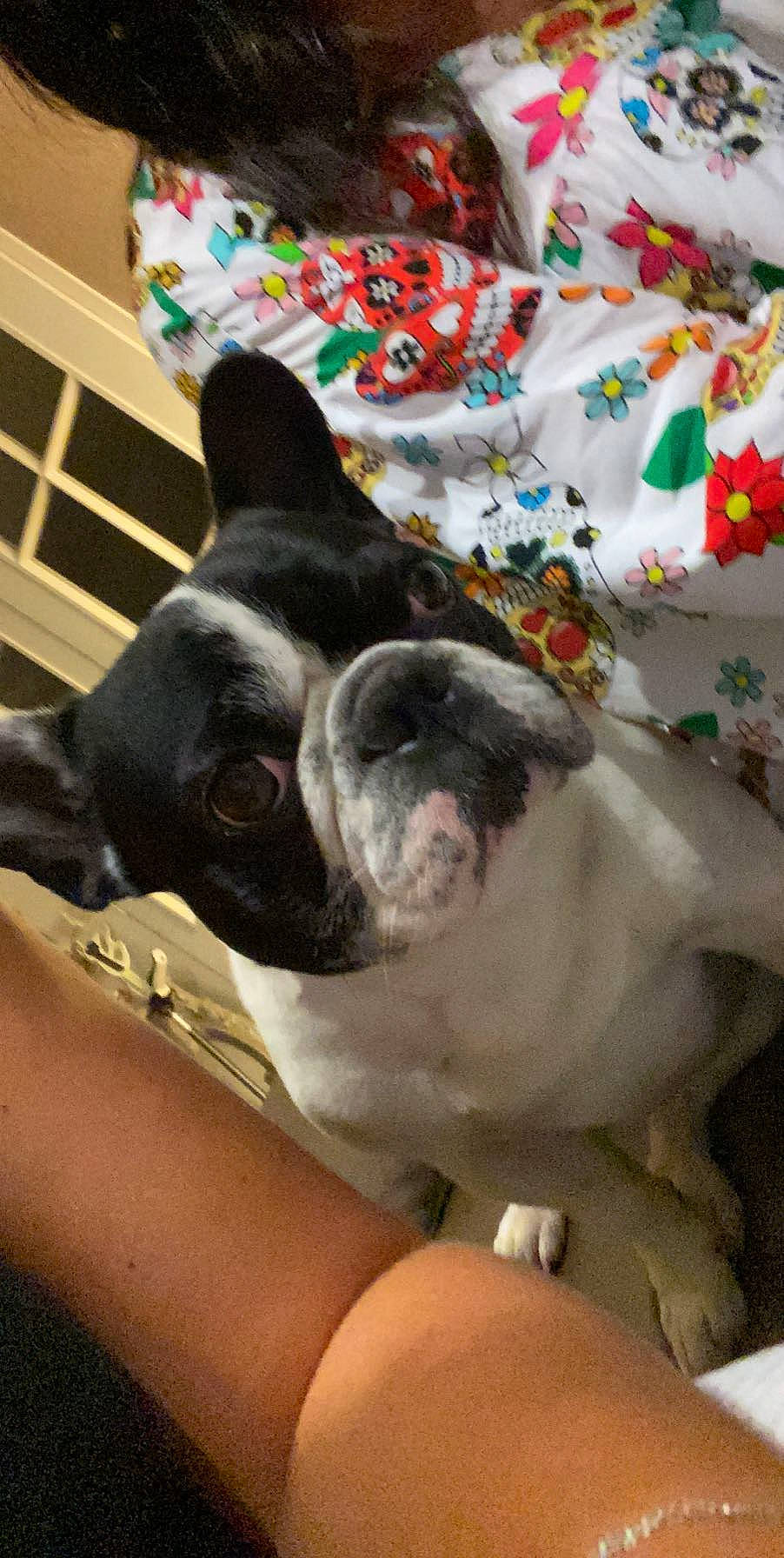 Levis a rejoint le concours — aidez-le/la à gagner de superbes lots ! boston_terrier, bulldog, canidae, carnivore, collar, comfort, companion_dog, dog, dog_breed, ear, fawn, french_bulldog, fur, non_sporting_group, sporting_group, terrestrial_animal, toy_dog, whiskers, working_animal, wrinkle