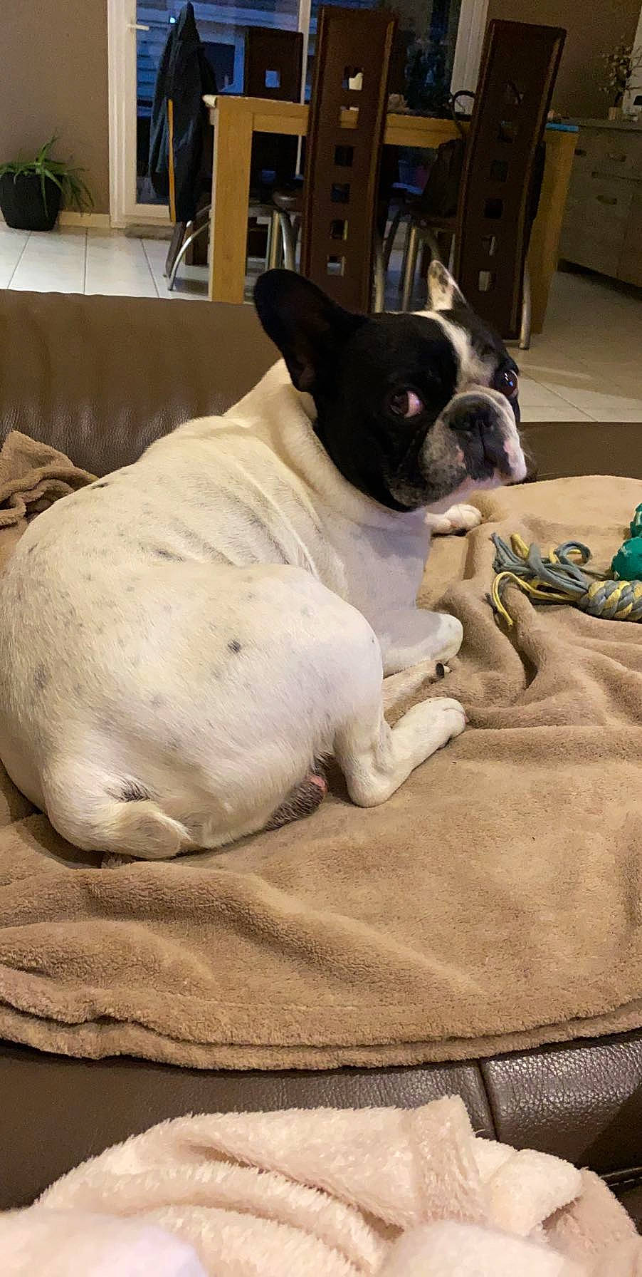 Levis participe au concours pour gagner de l'argent avec cette photo : bored, boston_terrier, bulldog, canidae, carnivore, comfort, companion_dog, dog, dog_breed, fawn, hardwood, houseplant, linens, snout, sporting_group, toy_dog, whiskers, wood, working_animal, wrinkle