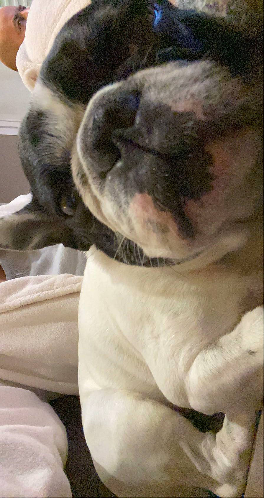 Levis participe au concours pour gagner de l'argent avec cette photo : bulldog, canidae, carnivore, close_up, comfort, companion_dog, dog, dog_breed, ear, fawn, felidae, fur, linens, pug, snout, sporting_group, terrestrial_animal, toy_dog, whiskers, wrinkle