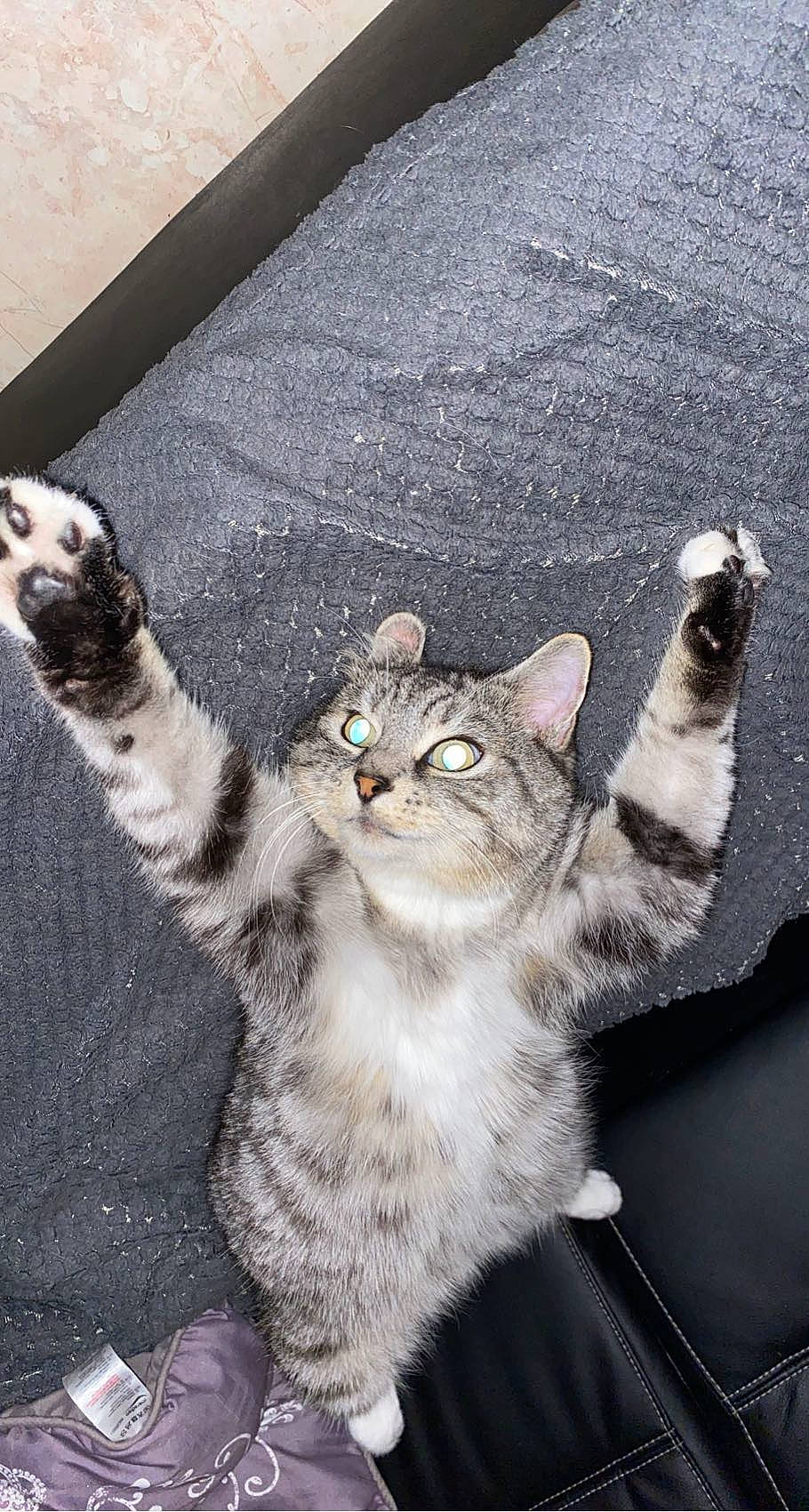 Grisou a rejoint le concours — aidez-le/la à gagner de superbes lots ! asphalt, carnivore, cat, claw, domestic_short_haired_cat, felidae, fur, gesture, grey, paw, road_surface, sitting, small_to_medium_sized_cats, snout, tail, terrestrial_animal, whiskers