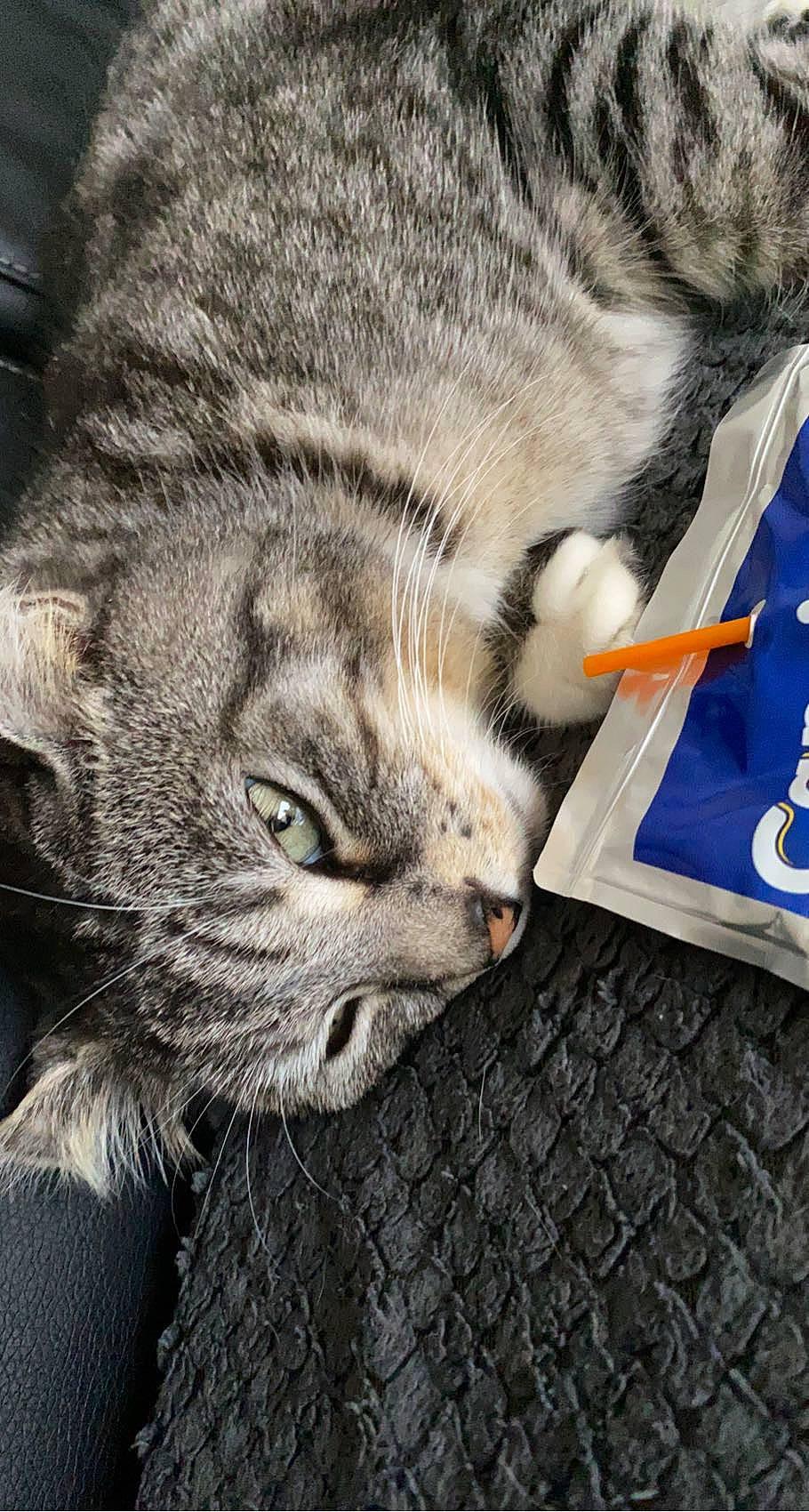 Grisou a rejoint le concours — aidez-le/la à gagner de superbes lots ! carnivore, cat, claw, comfort, domestic_short_haired_cat, felidae, fur, paw, small_to_medium_sized_cats, snout, terrestrial_animal, whiskers