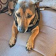 Olly is registered to the contest to win money with this photo: dog, pet, indoor, couch, blanket, furniture, brown, cozy, relaxed, animal, canine, ears, paws, collar, home, resting, looking_down, fur, snout, nail