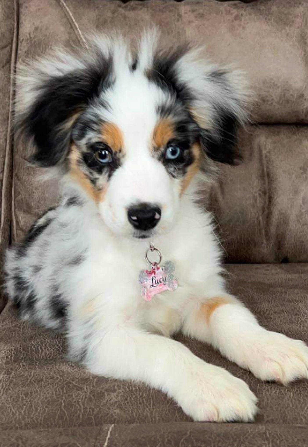 Lucy is registered to the contest to win money with this photo: australian_shepherd, canidae, carnivore, companion_dog, dog, dog_breed, fur, herding_dog, miniature_australian_shepherd, sporting_group, toy_dog, whiskers, working_animal, working_dog