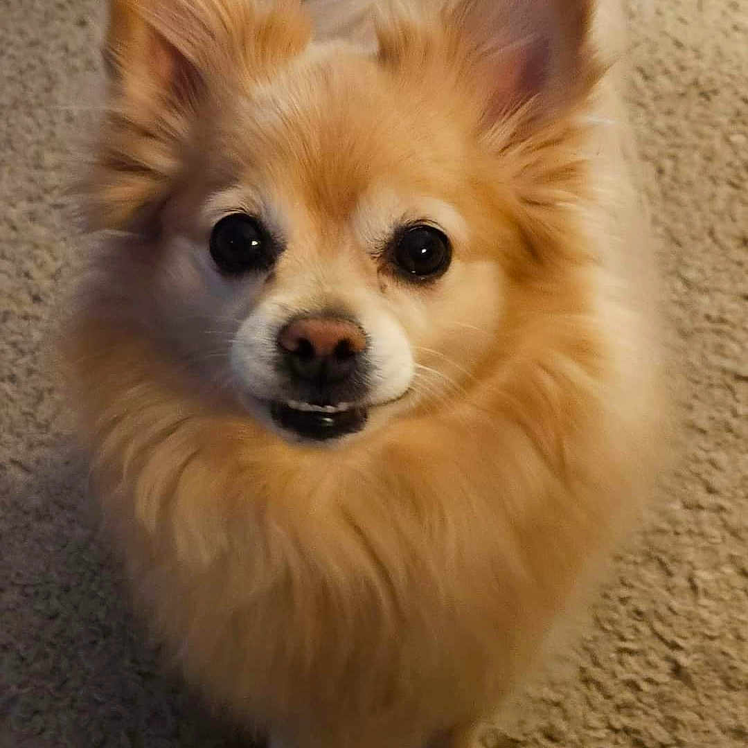 Lucy joined the competition — help win amazing prizes! animal, canine, chihuahua, cockerspaniel, dog, eskimodog, papillon, pet, puppy