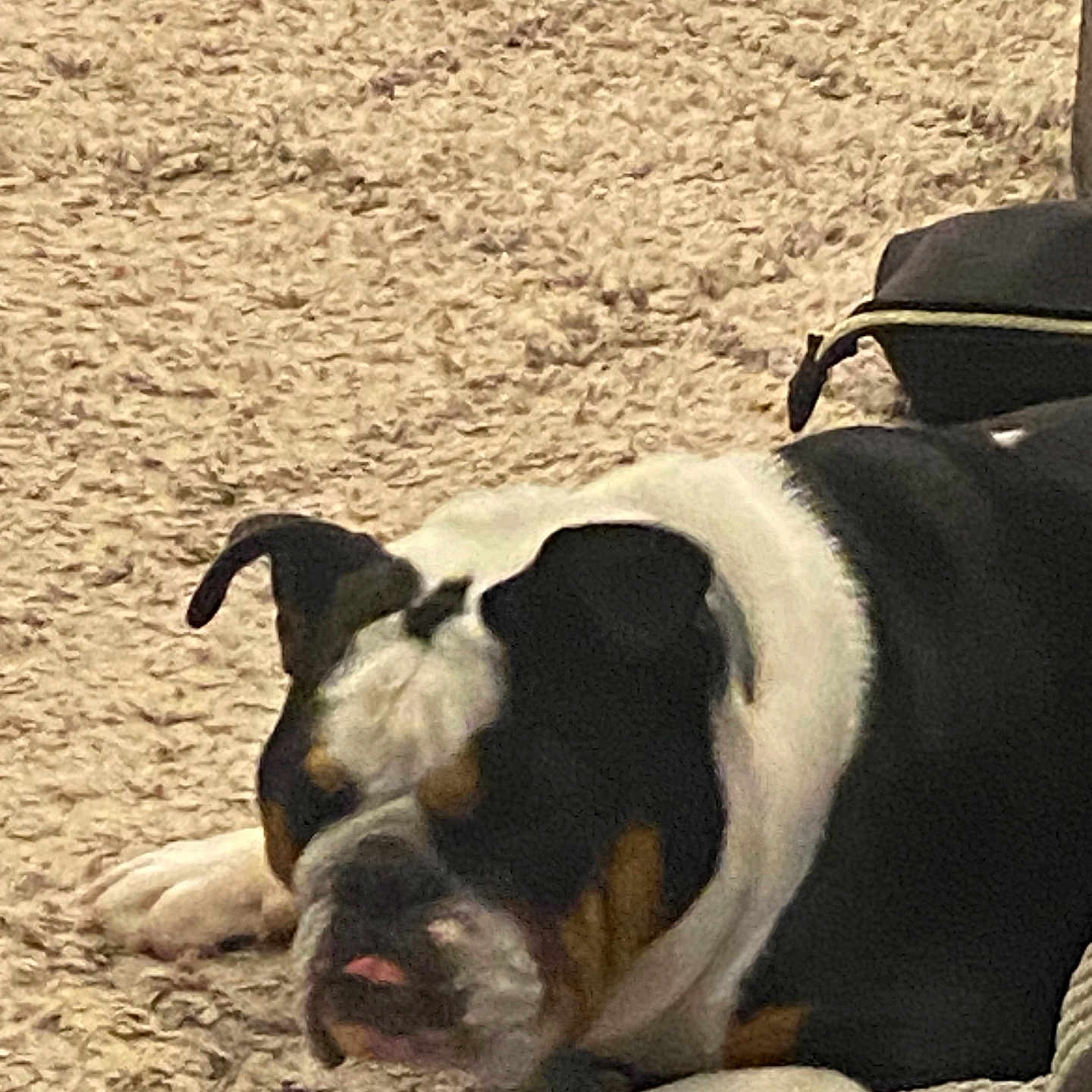 Leia is registered to the contest to win money with this photo: animal, ball, bostonbull, boxer, bulldog, canine, couch, dog, football, frenchbulldog, furniture, hound, person, pet, pig, pitbull, puppy, sleeping, snout, soccer