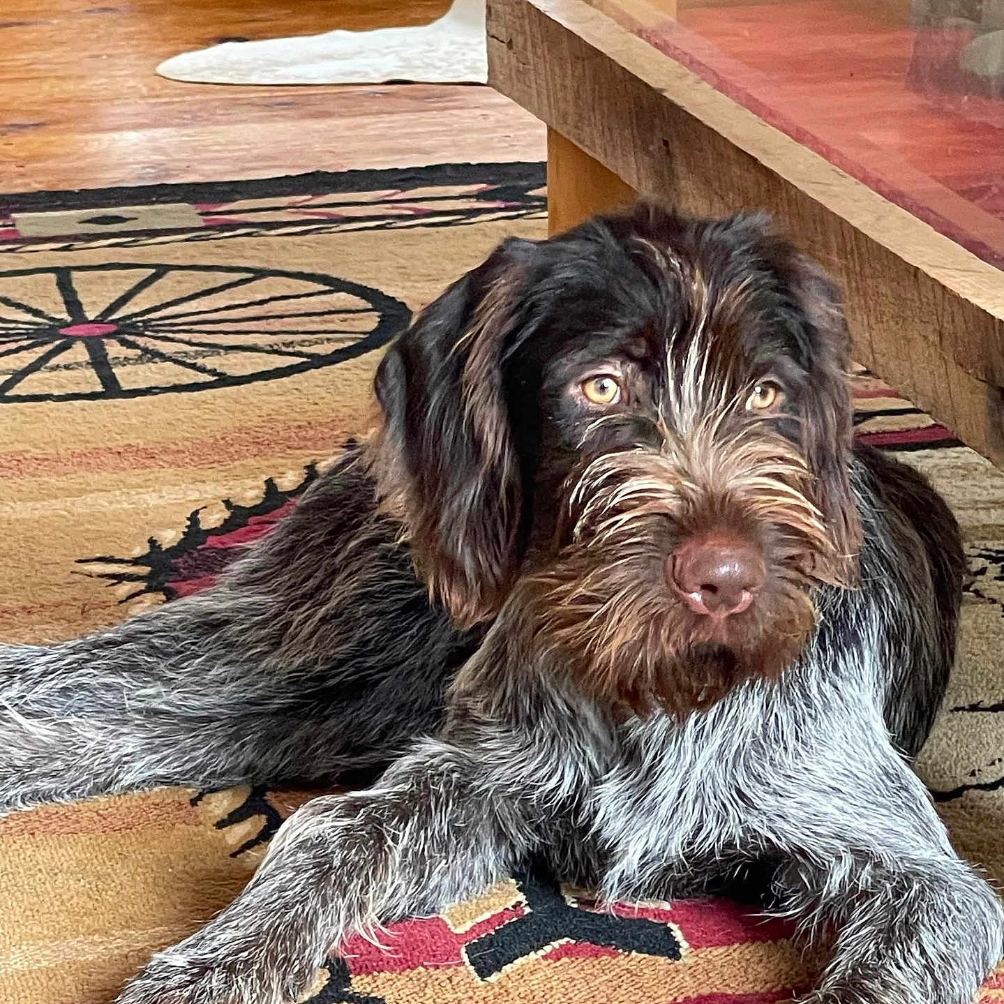 Charlie is registered to the contest to win money with this photo: animal, black, brown, canine, carpet, dog, domestic, eyes, floor, fur, home, indoor, laying_down, long_hair, paws, pet, relaxed, snout, white, wooden_furniture