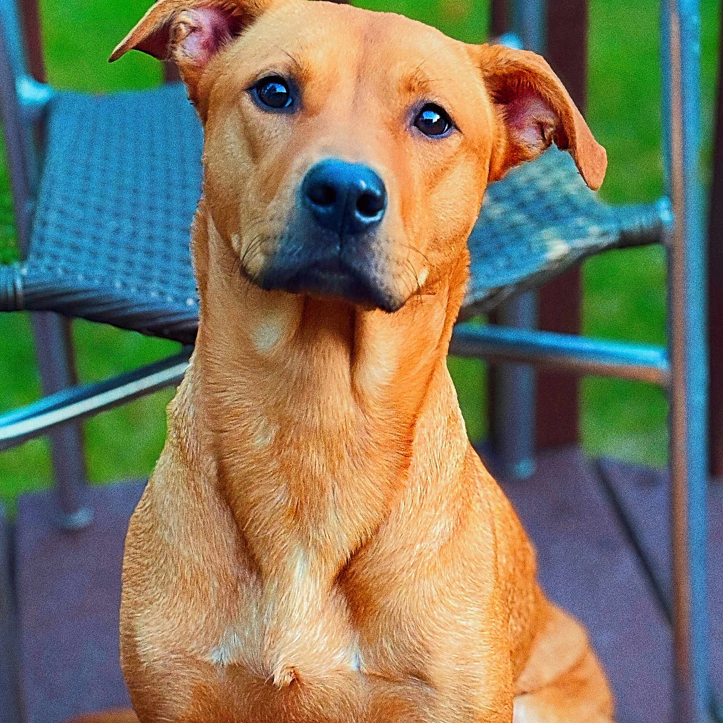 Dream is registered to the contest to win money with this photo: animal, bench, boxer, bulldog, canine, chair, dog, furniture, goldenretriever, grass, hound, labradorretriever, lawn, outdoors, pet, pitbull, plant, puppy, snout, whitedog
