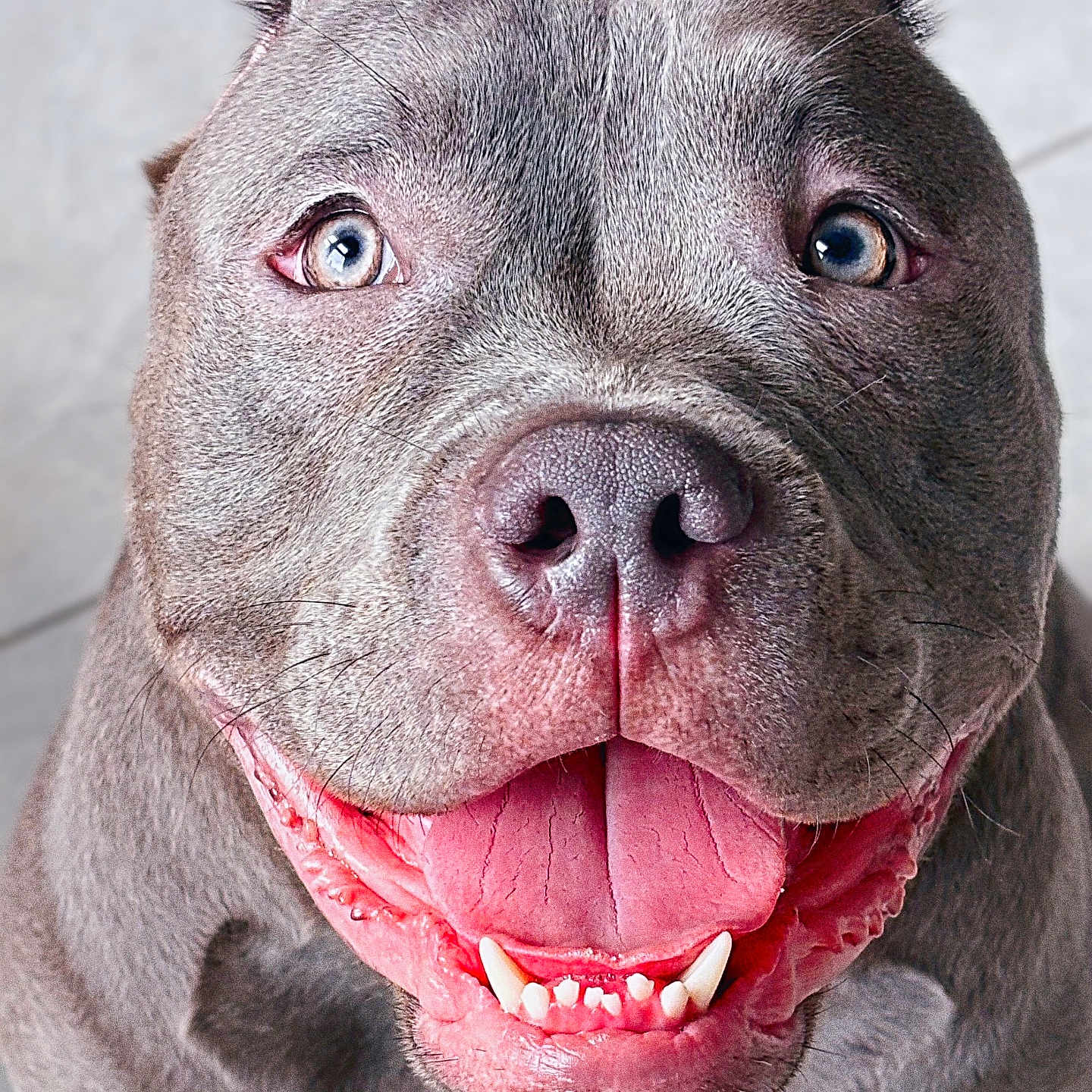 Ace joined the competition — help win amazing prizes! animal, bodypart, boxer, bulldog, canine, dog, frenchbulldog, mouth, person, pet, pitbull, puppy, snout, teeth, terrier, tongue, whitedog