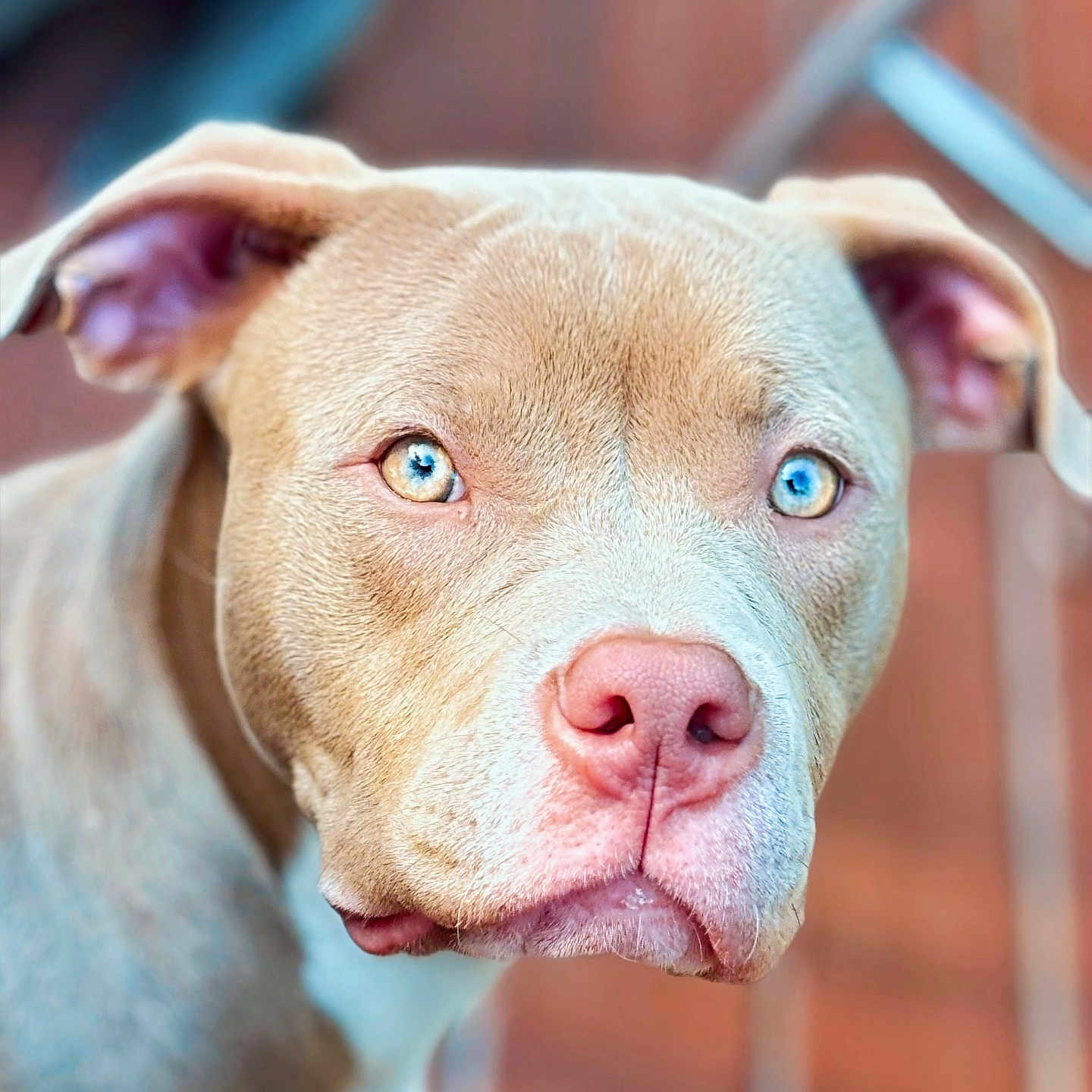 Halo is registered to the contest to win money with this photo: animal, boxer, bulldog, canine, dog, face, frenchbulldog, head, hound, labradorretriever, person, pet, pitbull, pointer, puppy, snout, terrier, whitedog