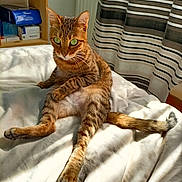 Molly participe au concours pour gagner de l'argent avec cette photo : cat, tabby_cat, pet, animal, bed, indoor, sunlight, curtains, furniture, relaxed, green_eyes, striped, sitting, home, cozy, feline, paw, whiskers, looking, cute