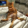 cat, tabby_cat, pet, animal, bed, indoor, sunlight, curtains, furniture, relaxed, green_eyes, striped, sitting, home, cozy, feline, paw, whiskers, looking, cute