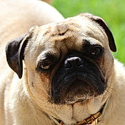 Yoda joined the competition — help win amazing prizes! dog, pug, animal, pet, close_up, outdoor, green_background, fur, face, ears, collar, canine, mammal, cute, portrait, head, expression, whiskers, snout, eyes