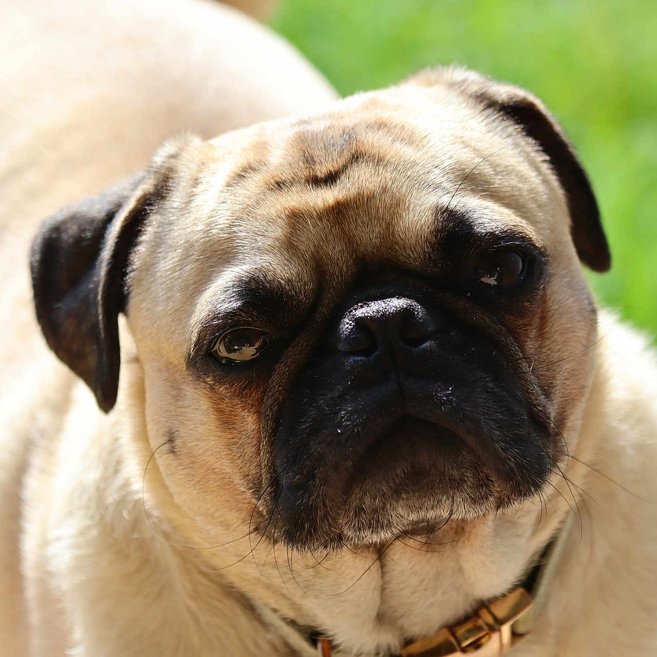 Yoda joined the competition — help win amazing prizes! dog, pug, animal, pet, close_up, outdoor, green_background, fur, face, ears, collar, canine, mammal, cute, portrait, head, expression, whiskers, snout, eyes